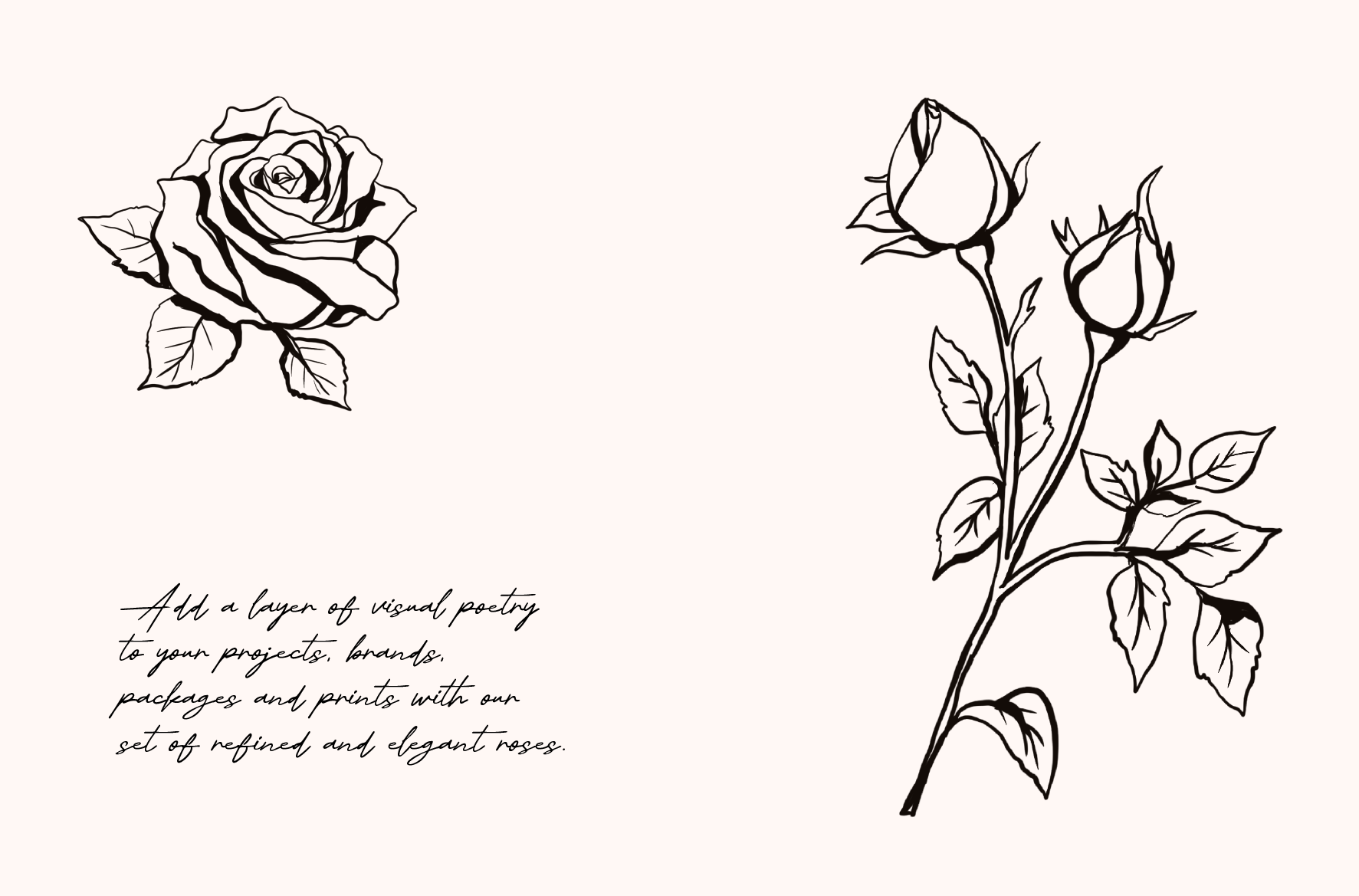 Wedding Roses · sketch 05
