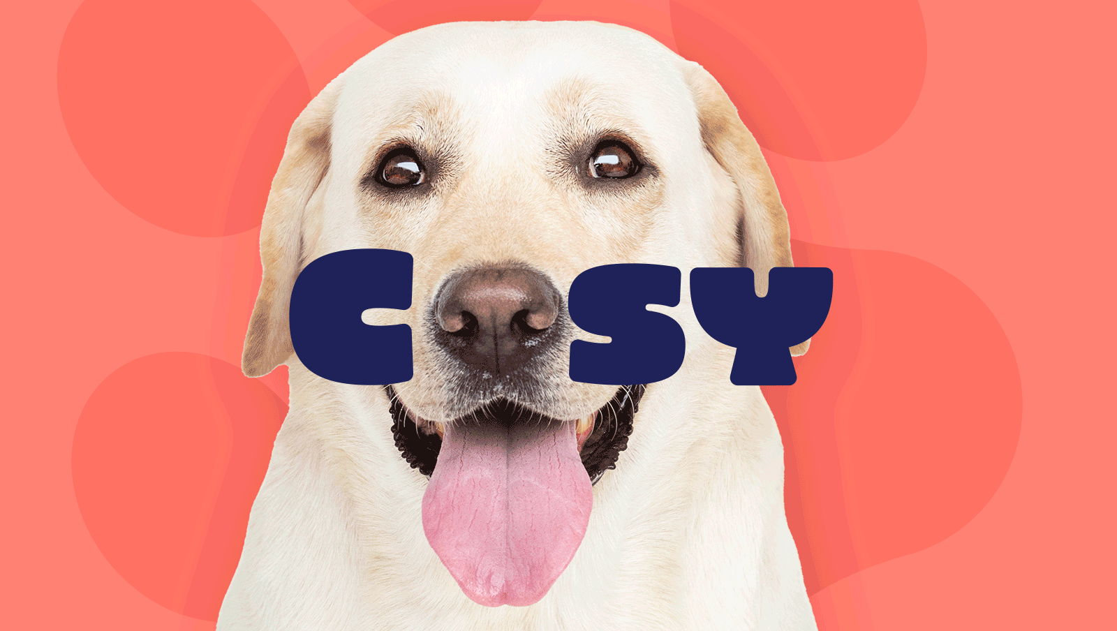 Cosy, pet shop visual identity 07 (animation)